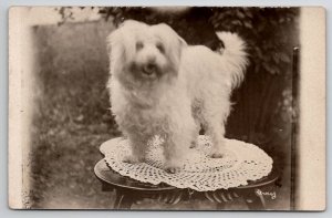RPPC Adorable Coton de Tulear Puppy on Table c1915 Postcard F29