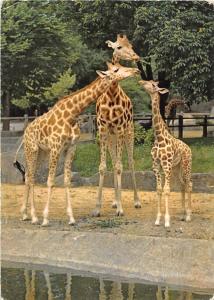 BF39451 paris zoo france   giraffe girafe   animal animaux