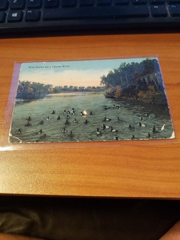 Antique/Vintage Florida Postcard, Wild Ducks on a Florida River