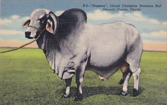 Florida Osceola County Emperor Grand Champion Brahman Bull