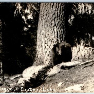 c1920s Crater Lake, Ore. RPPC Maggie the Bear Real Photo Cute Postcard OR A99
