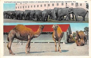 Elephants and Single Humped Camels at Ringling Bros Winter Quarters Sarasota FL