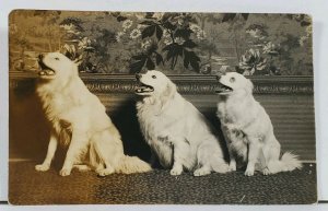 RPPC TRIO of Look Alike DOGS Ted Tony & Snowball Gresart Studio 1911 Postcard L4