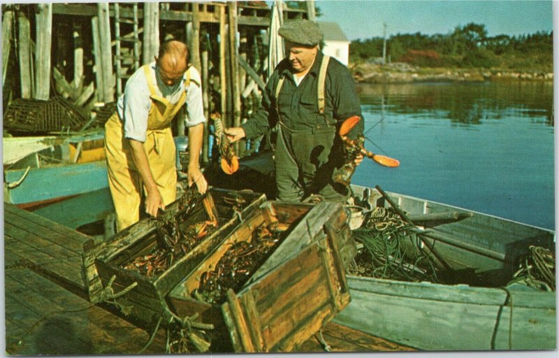 Two Men bringing in lobsters Maine postcard