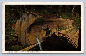 K1/ near Seattle Washington Postcard c1910 Big Fir Tree Lumberjack 409
