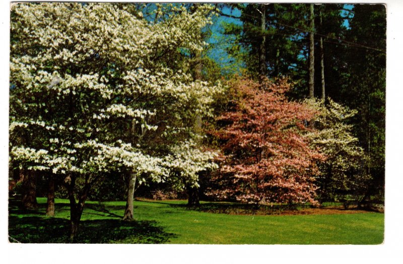 Pink and White Dogwood in Bloom, Used 1961, CDS Cancel Henderson, Arkansas