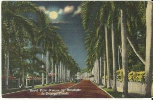 Royal Palm Avenue Night Scene - Florida - Ephemera - 1954 - Tropical - Vacation