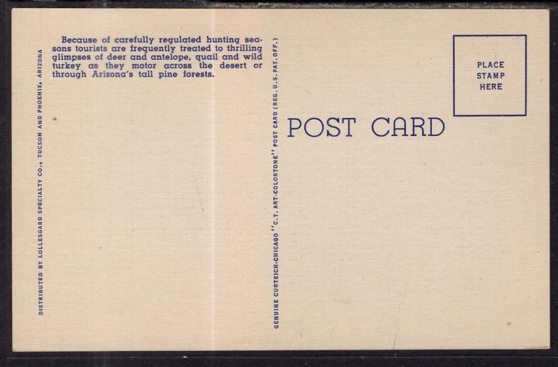 Wild Life in Arizona