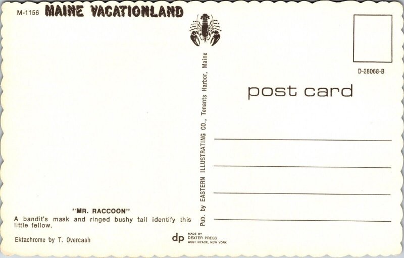 Maine Vactionland Raccoon ME Postcard VTG UNP Dexter Vintage Unused Chrome 