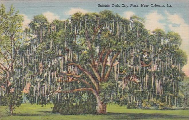 Louisiana New Orleans Suicide Oak In City Park Curteich