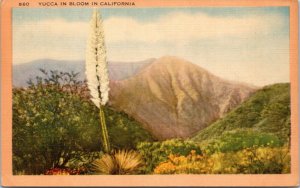 postcard CA - Yucca in Bloom in California