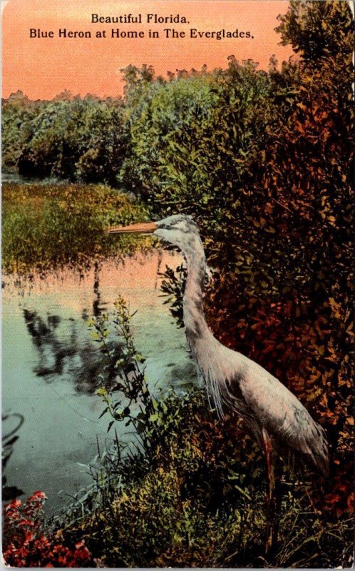 Florida Birds Blue HeronIn The Everglades