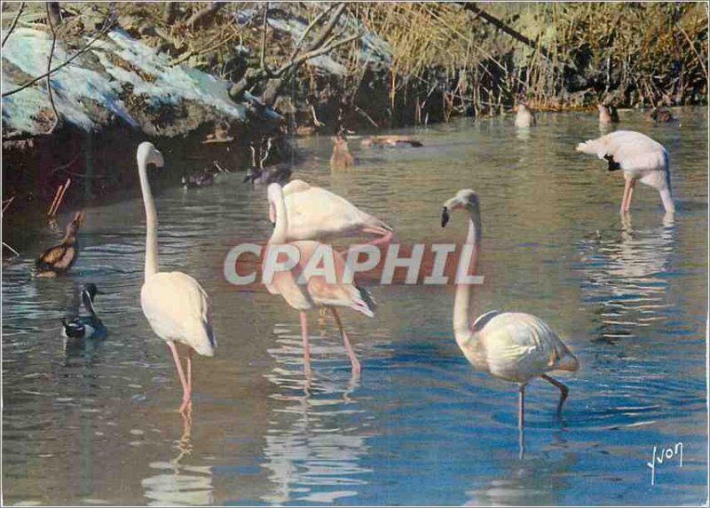 Modern Postcard Flamingos in Camargue in France Colors and Light