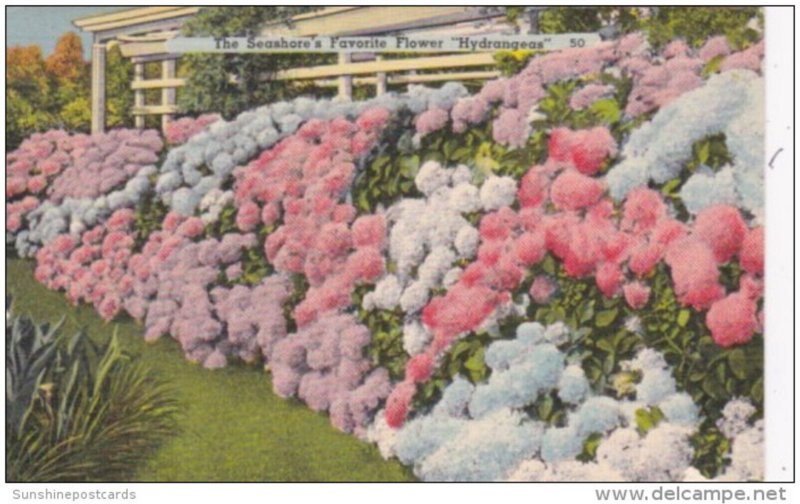 The Seashore's Favorite Flower Hydrangeas 1961 Ocean City New Jersey