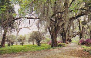 Louisiana Spanish Moss Oak Trees and Azaleas