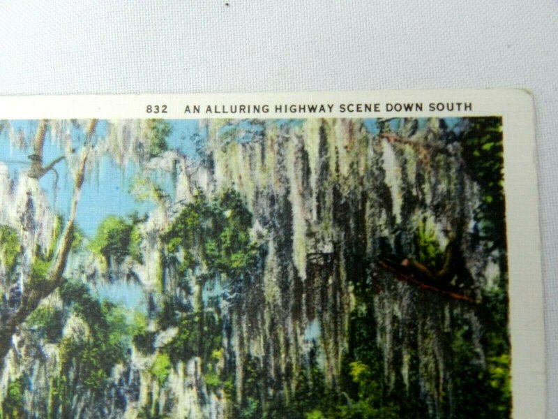 Vintage Postcard Spanish Moss An Alluring Highway Scene Down South 197 Linen