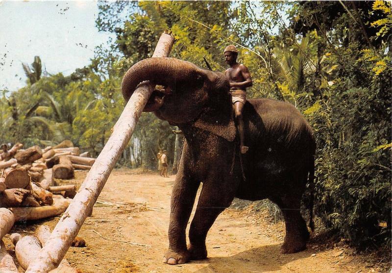 B89913 sri lanka ceylon elephant at work types folklore