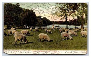 Sheep in Washington Park Chicago Illinois IL 1911 UDB Postcard D20