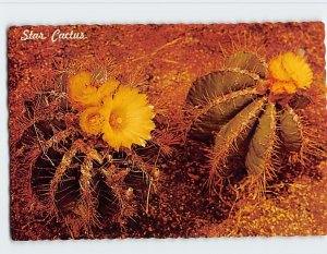 Postcard Star Cactus, Desert Botanical Gardens, Papago Park, Phoenix, Arizona
