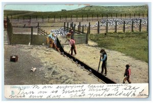 1907 Dipping Sheep Picturesque Dallas Texas Raphotype Raphael Tuck Son Postcard