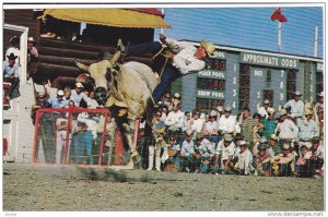 Calgary Stampede, Brahma Bull Riding, Calgary,  Alberta, Canada,  40-60s