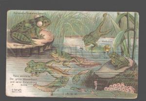 3079307 Life of FROG from tadpole in Bog Vintage Colorful PC