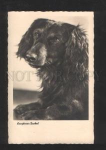 3070261 LANGHAAR dog Vintage PHOTO