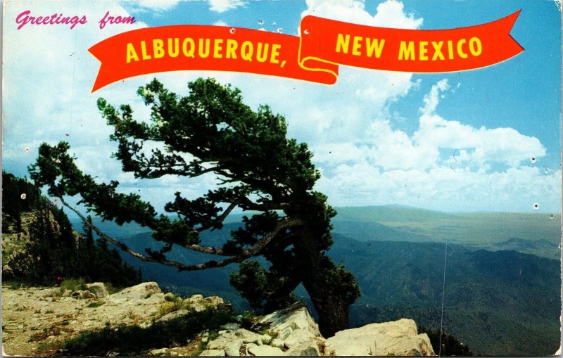 Greetings Albuquerque New Mexico NM Postcard VTG UNP Petley Vintage Unused  