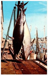 Massachusetts cape Cod, Big Catch of Tuna