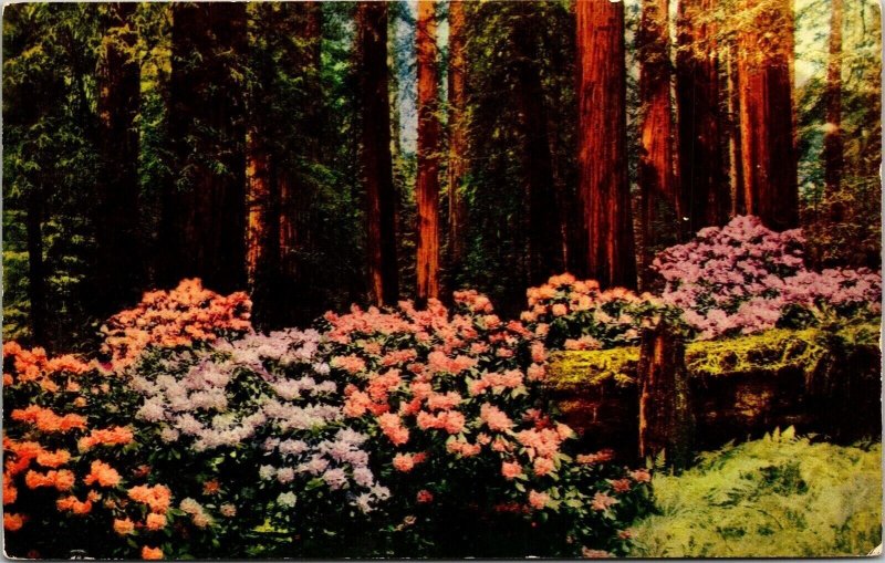 Rhododendrons Redwood Hwy Crescent City Blooms Postcard PM Astoria Oregon OR WOB 