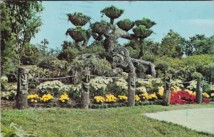 Florida The Shangri-La Tree At Cypress Gardens 1980