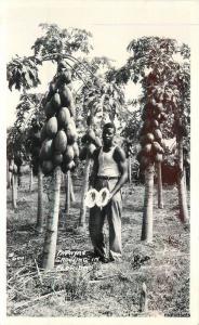 1940s Farming Agriculture Papayas Florida RPPC real photo postcard 6985