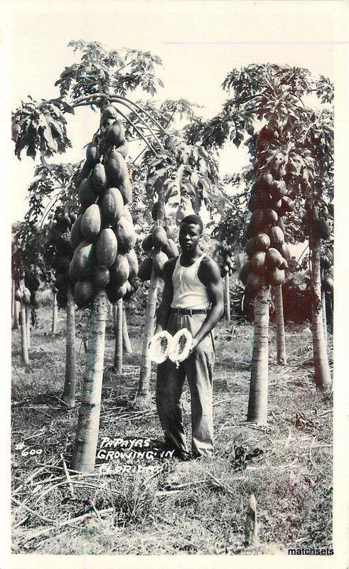 1940s Farming Agriculture Papayas Florida RPPC real photo postcard 6985