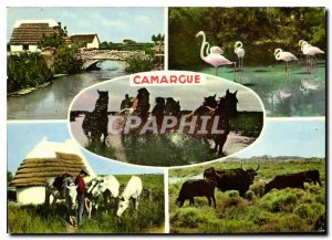 Modern Postcard the Camargue Remembrance