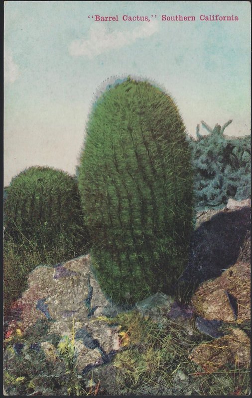 BARRELL CACTUS SOUTHERN CALIFORNIA