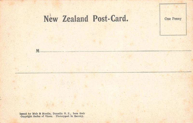 A Fine Cabbage Tree, New Zealand, Early Postcard, Unused