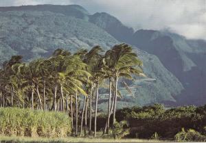 BF17759 ile de la reunion route de gilot france front/back image