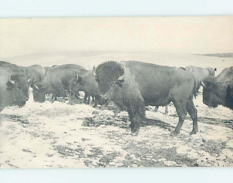 Pre-1980 JEAN CLARK BUFFALO RANCH Oak Valley & Elk City & Independence KS hn0195