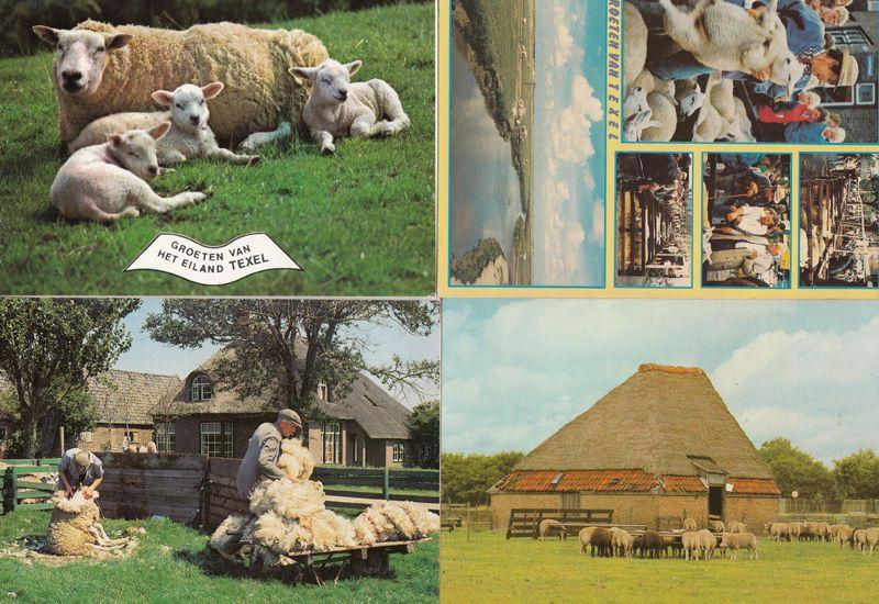 Texel Sheep Farming Holland 4x Postcard s