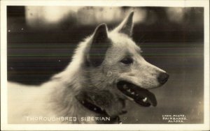 Thoroughbred Siberian Husky Dog Cann Real Photo Postcard Fairbanks AK