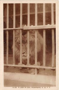 Lot141 real photo a lion in zoo peshawar Pakistan nwfp types