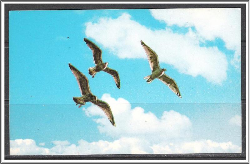 Sea Gulls In Flight - [MX-084]