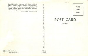 Grand Champion Brahman Bull Florida, USA Cow Postcard