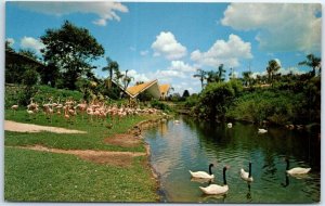 Postcard - Black-necked Swans and Flamingos at Busch Gardens - Tampa, Florida