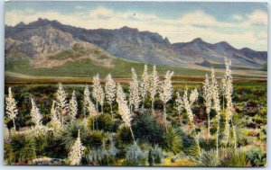 Postcard - Florida Mountains - New Mexico