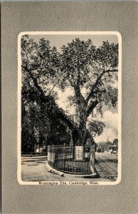 Vtg 1910s Washington Elm Cambridge Massachusetts MA Unused Postcard