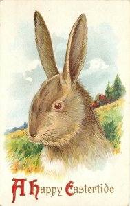 Embossed Stecher Easter Postcard 74-A Beautiful Portrait of Brown Rabbit Face-L