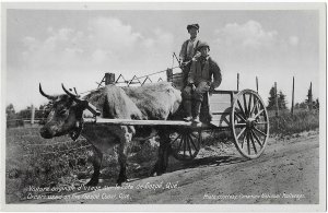 Oxcart and OX in Use Gaspe Coast Quebec Canada