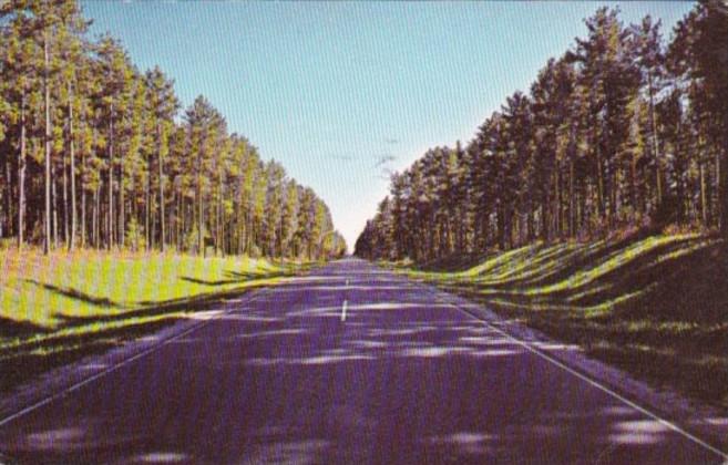 Minnesota Itasca County Avenue Of Pines On Highway 46 In Chippewa National Fo...