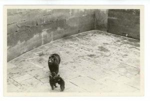 Switzerland - Bern. The Barengraben (Bear Pit)   RPPC